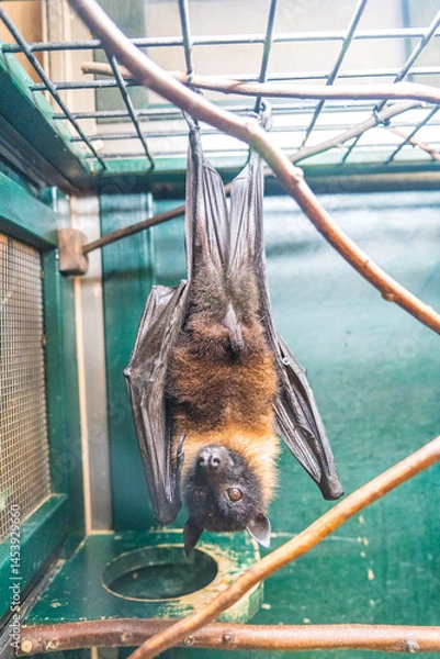 Obraz ケージの中でぶら下がるコウモリ