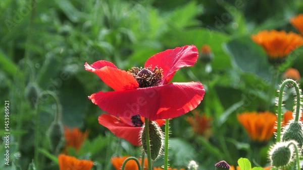 Fototapeta Closeup of poppy flower blooming in the garden