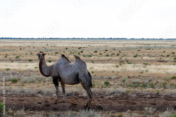Fototapeta Camel stands in the vast steppe of Kazakhstan under a cloudy sky