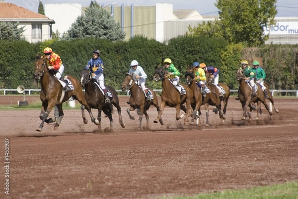Fototapeta course de chevaux - trot monté