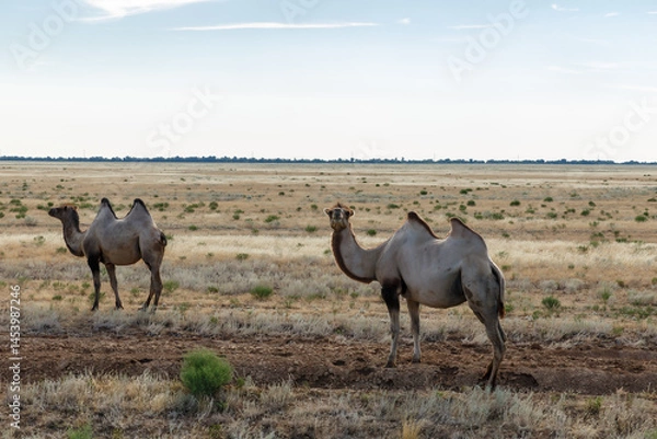 Fototapeta Camels grazing in the vast steppes of Kazakhstan under a clear sky