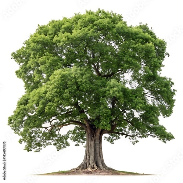Fototapeta Majestic ancient tree symbol of strength and longevity isolated on white background with lush green foliage and thick