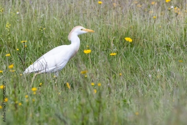Fototapeta Close-up of a Cattle Egret (Bubulcus ibis) walking through green grass and yellow flowers in Arrocampo Bird Park, Extremadura, Spain. Spring wetland wildlife
