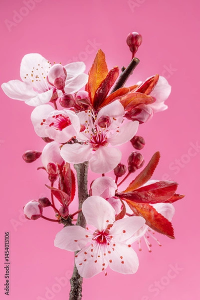 Fototapeta Blooming plum branch on pink background.  Symbol of life beginning and the awakening of nature.