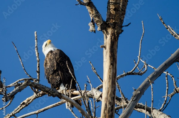 Obraz Bald Eagle Perched High in the Winter Tree