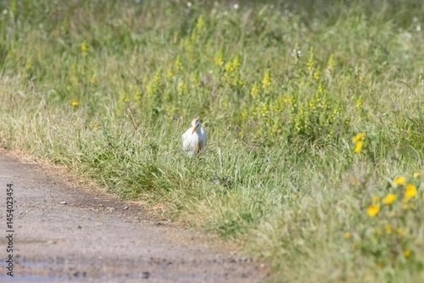 Fototapeta Cattle Egret (Bubulcus ibis) walking through green grass and yellow flowers in Arrocampo Bird Park, Extremadura, Spain. Spring wetland wildlife