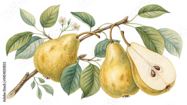Obraz pear on branch
