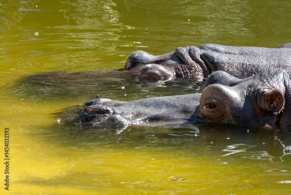 Fototapeta Hippos in Their Habitat Exploring their roles, behaviors, and ecosystem interactions