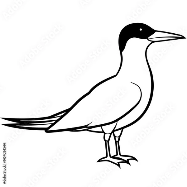 Fototapeta Minimal Caspian Tern Vector on White