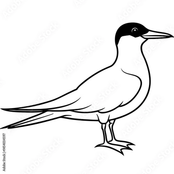 Fototapeta Minimal Caspian Tern Vector on White