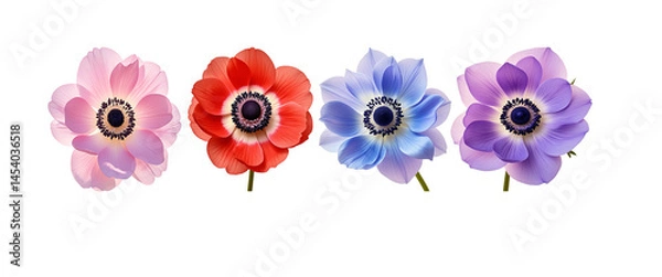 Fototapeta Set of anemone flower pink, red, blue, purple, bloom petal fresh spring flora nature PNG file download