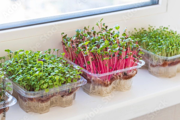 Fototapeta Freshly sprouted shoots of micro greens in the plastic containers on the jute mat. Placed on the windowsill in the balcony of the modern apartment. Lifestyle