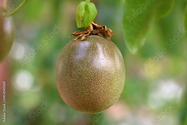 Fototapeta Closeup fresh passion fruit / Passionfruit (Passiflora edulis) on the vine. 