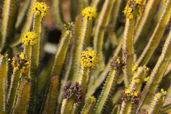 Fototapeta Kaktusblüte