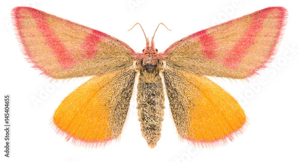 Fototapeta The butterfly Purple-barred Yellow or Lythria cruentaria isolated on white background. Dorsal view of butterfly
