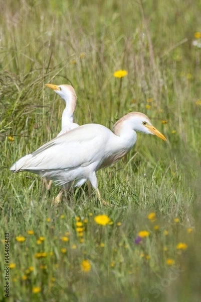 Fototapeta Vertical close-up of a Cattle Egret (Bubulcus ibis) walking through grass and yellow flowers, with another egret blurred in the background. Arrocampo, Spain