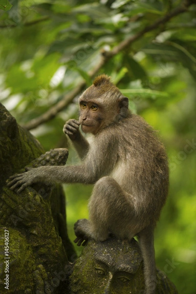 Fototapeta Cute young monkey in a tropical forest. Bali, Indonesia