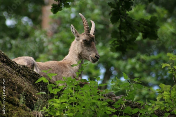 Obraz Ein Steinbock