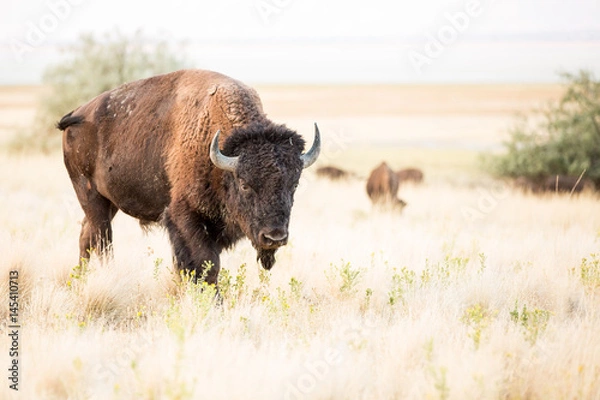 Obraz American Bison Buffalo