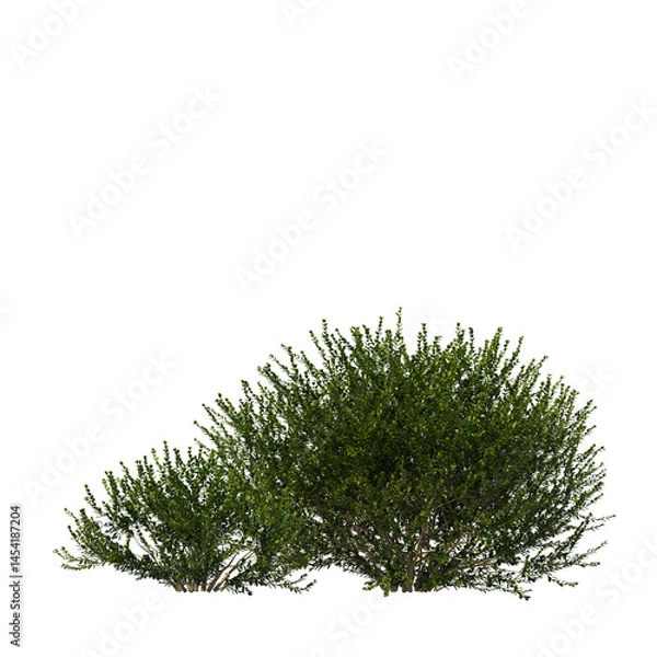 Fototapeta Dense Green Shrubs Isolated on Transparent Background for Landscape and Architecture Visualization