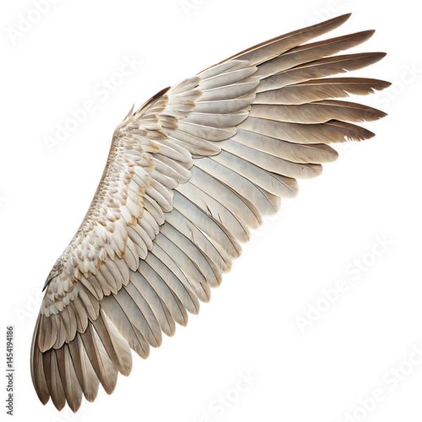 Fototapeta Wing isolated on a transparent background