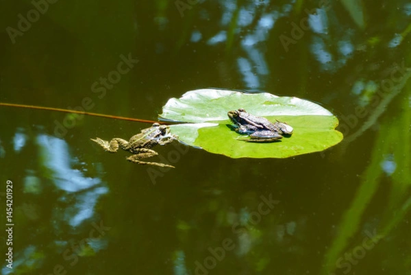 Obraz Two Frogs Rana ridibunda (pelophylax ridibundus) relax on lily pad in  serene pond, surrounded by tranquil reflections of nature
