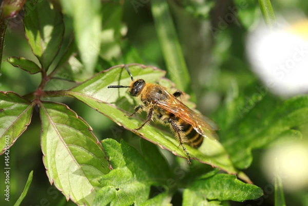 Fototapeta  春の草地で日向ぼっこのアラメハラナガツチバチ属ツチバチの姿（自然光+ストロボマクロ撮影）