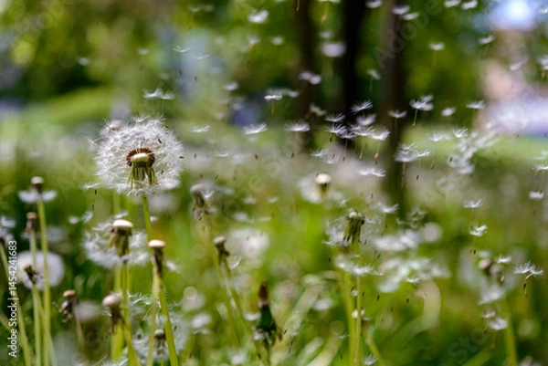 Fototapeta dandelion in the grass