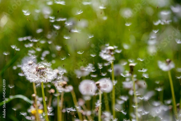 Fototapeta dandelion in the grass