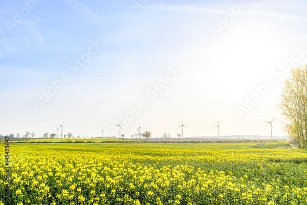 Fototapeta Wind Turbines in a Canola Rapeseed Field