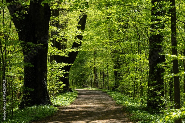 Obraz Road through spring forest with beautiful sunlight