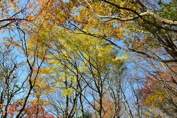 Fototapeta 由布院の紅葉