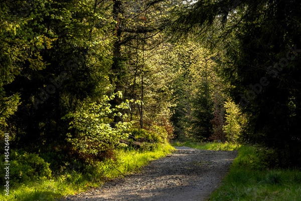 Obraz Road through spring forest with beautiful sunlight
