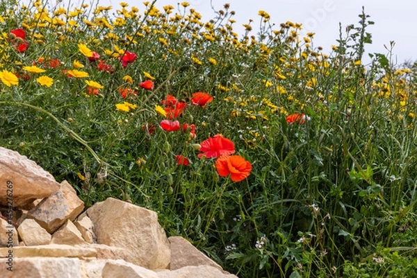 Obraz Poppies and yellow daisies bloom among rustic Maltese rocks. Vibrant spring wildflowers create a colorful, picturesque scene under the bright sun.