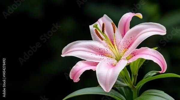 Fototapeta Pink lily with dotted petals and yellow stamen, green leaves against dark background