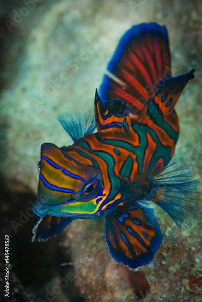 Obraz mandarin fish