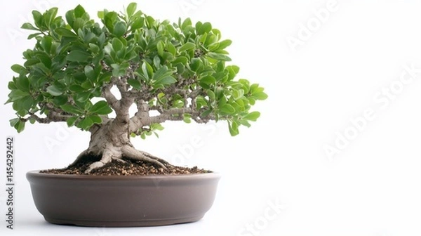 Fototapeta Serene, small bonsai tree in a brown pot, white background