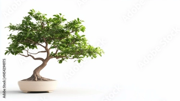 Fototapeta Small bonsai tree in a white pot, isolated on a blank white background