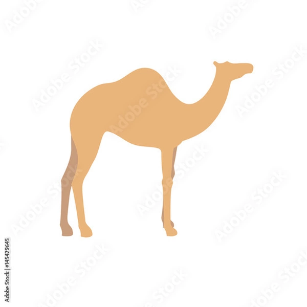 Fototapeta Camel vector sign illustration