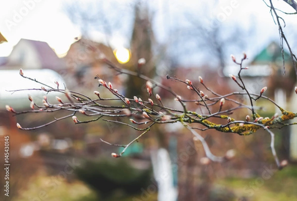Obraz Branches with kidneys