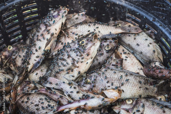 Fototapeta A pile of dead and bloated rotting Nile Tilapia fish in a basket from in water pond polluted have swarm of flies Blue bottle fly and Housefly swarming around to laying eggs.