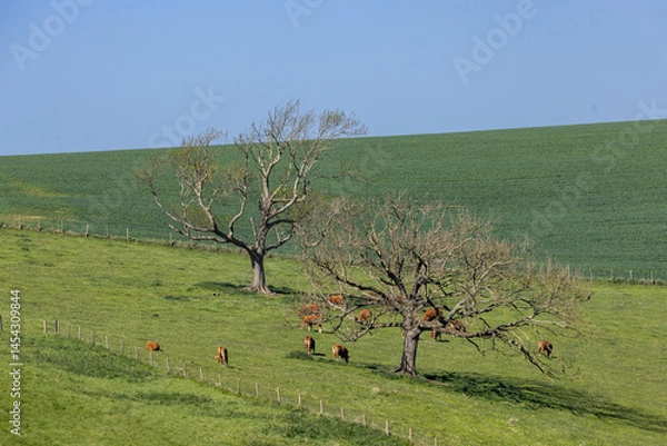 Obraz A herd of cows grazing on a South Downs hillside, on a sunny spring day