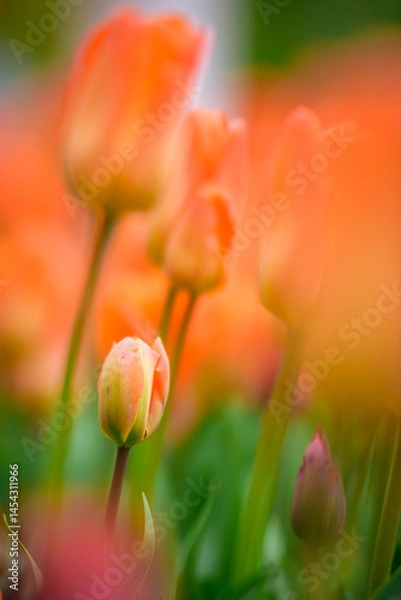 Obraz Orange tulips in garden