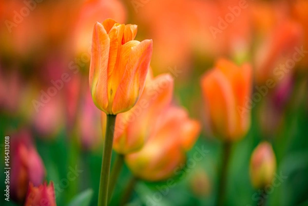 Obraz red and yellow tulips