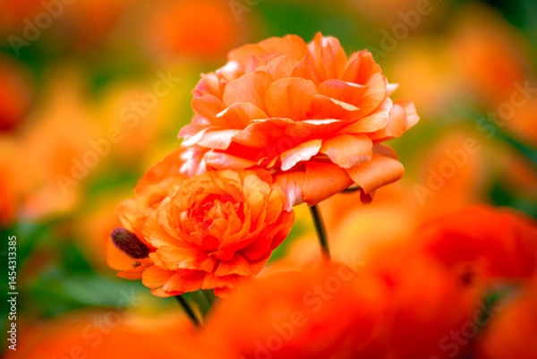 Obraz red and yellow flowers