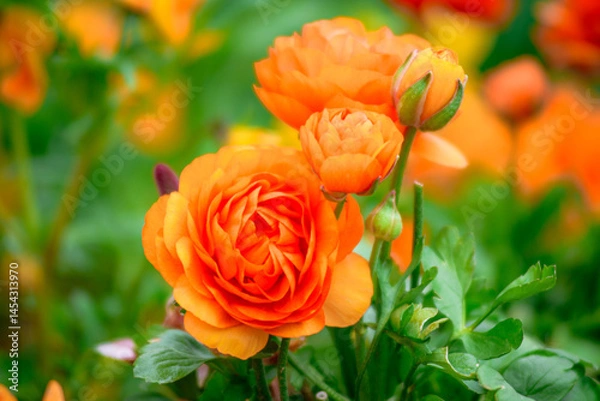Obraz orange roses in garden