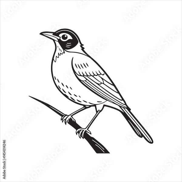 Obraz american robin silhouette black vector