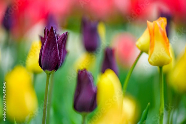Obraz Colourful tulips