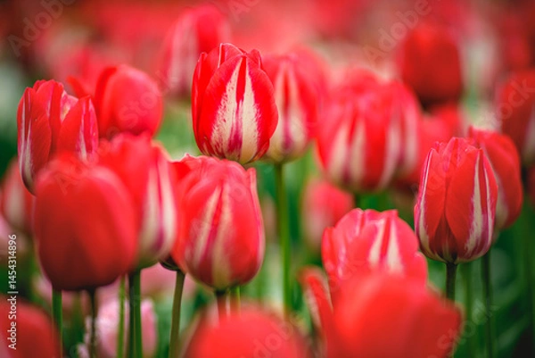 Obraz red and white tulips