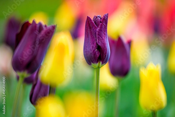 Obraz spring tulip flowers